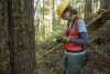 Tree growth and survival: the influence of disturbance and elevation