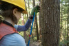 Tree growth and survival: the influence of disturbance and elevation