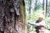 Tree growth and survival: the influence of disturbance and elevation