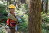 Tree growth and survival: the influence of disturbance and elevation