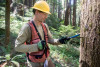 Tree growth and survival: the influence of disturbance and elevation