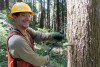 Tree growth and survival: the influence of disturbance and elevation