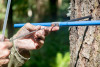 Tree growth and survival: the influence of disturbance and elevation