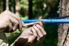 Tree growth and survival: the influence of disturbance and elevation