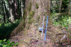 Tree growth and survival: the influence of disturbance and elevation