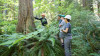 Tree growth and survival: the influence of disturbance and elevation