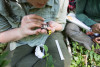 Bird population study and bird banding