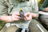 Bird population study and bird banding