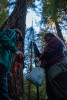 Bird population study and bird banding