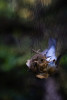 Bird population study and bird banding