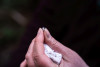 Bird population study and bird banding