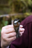 Bird population study and bird banding