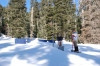 Vanilla Leaf Meadow during April 2008 snow event