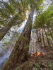 Lookout Fire 2023