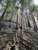 Lookout Fire 2023