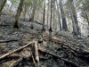 Lookout Fire 2023