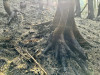 Lookout Fire 2023