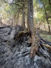 Lookout Fire 2023