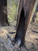 Lookout Fire 2023
