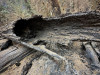 Lookout Fire 2023