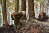 Lookout Fire 2023