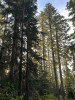 Morning light on Carpenter Mountain Trail.