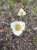 Calochortus