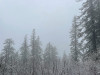 Early spring fog