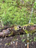 Bird's nest fungus