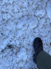 Mountain lion tracks in the spring snowpack