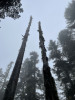Snags in the fog