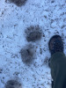 Black bear tracks in the spring snowpack