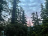 Sunrise in the old-growth