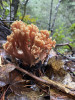 Coral fungus