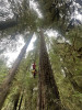 Mark Schulze climbing an old-growth Douglas Fir.