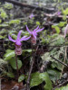 Fairy Slipper (Calypso bulbosa)