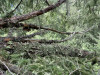 Lichens on old-growth branches