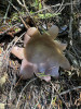 Sarcosphaera fungus