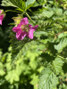 Blooming rubus