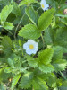 Blooming fragaria