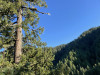 Towering canopy