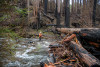 Stream Ecology Spring 2024