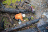 Stream Ecology Spring 2024