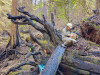 Stream Ecology Spring 2024