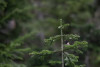 Dark-eyed Junco