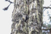 Hairy Woodpecker