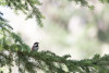 Chestnut-backed Chickadee