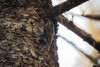 Brown Creeper