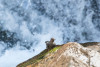 American Dipper