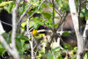 Wilson's Warbler